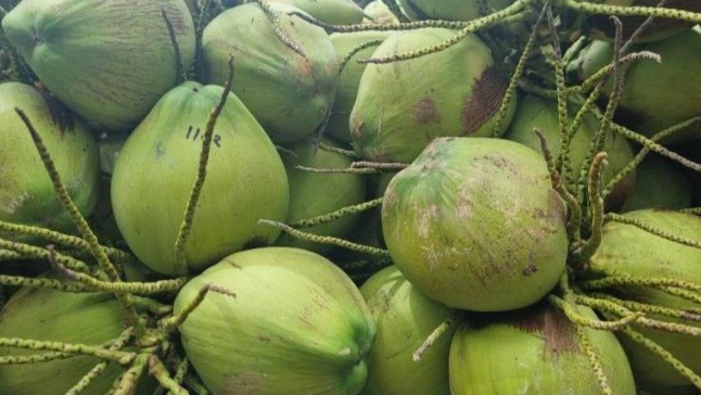 Kelapa Thailand Lezat Ini Masuk Produk Unik dan Unggulan Global